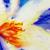 Blume von Ira