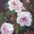 Roses II von