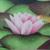 Seerose von