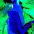 Jungle von isArt