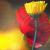 Blumen von