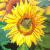 sonnenblumen von