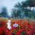Mohnblumen von