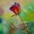 The rose in the rain von SvetLana