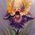 Magnificent Iris von SvetLana