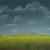 Rapsfeld vor oder nach dem Gewitter von MB