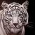 Tigar von DauVes