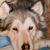 der Hund von DauVes