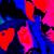 Parrots von isArt