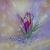 The shining crocus von SvetLana