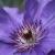 CLEMATIS 2 von toni christo