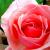 ROSE von toni christo