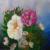The musk roses von SvetLana