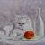 The repose von Igor Status