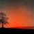 Der Baum von bernd hiep