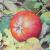 Apfel im Herbstlaub von
