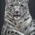 Schneeleopard - Snow Leopard von