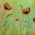 Mohnblumen von