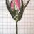Blüte von