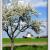 Blühender Apfelbaum und Windmühle.jpg von Reubild