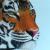 Wild Eye von M. Kling