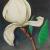 Magnolie von GeSche