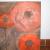 Roter Mohn von Madita