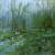 After the rain in the forest von flitart