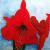 Amaryllis von Geert Winkel