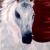 "Lipizzan Spirit" von