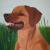 Mein Hund von Ellen Meyer
