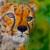 Acinonyx jubatus von mask