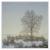 Ahorn-Insel von