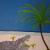 New Palms von JWS