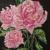 Pink New Roses von alaja ashton
