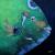 Queen Angelfish von
