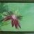 Passionsblume von MM