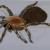 Spinne von OTTI