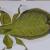 Wandelndes Blatt von OTTI
