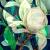 Magnolie 2 von GeSche