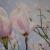 Magnolie von