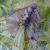 Fledermausblume von