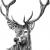 Rothirsch von