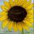 Acrylbild Sonnenblume von galerie-rosa