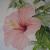 Hibiskus von