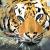 Tiger von