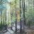 Herbstwald von