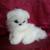 Boo, Malteser-Welpe von KEWA