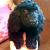 Budd, kleiner Cockerspaniel von KEWA