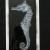 XRAY - SEAHORSE von